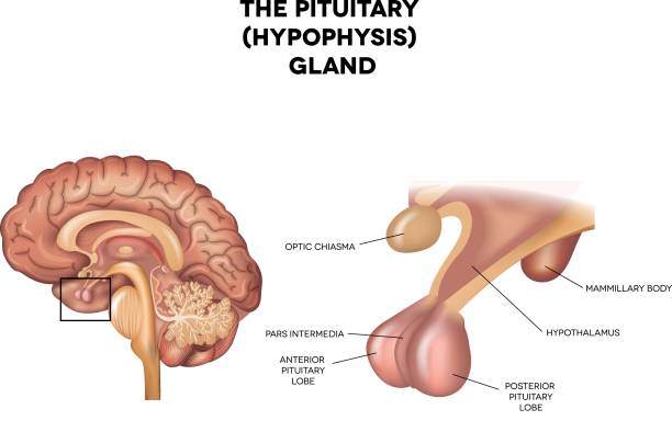 612 Hypothalamus Illustrations & Clip Art - iStock