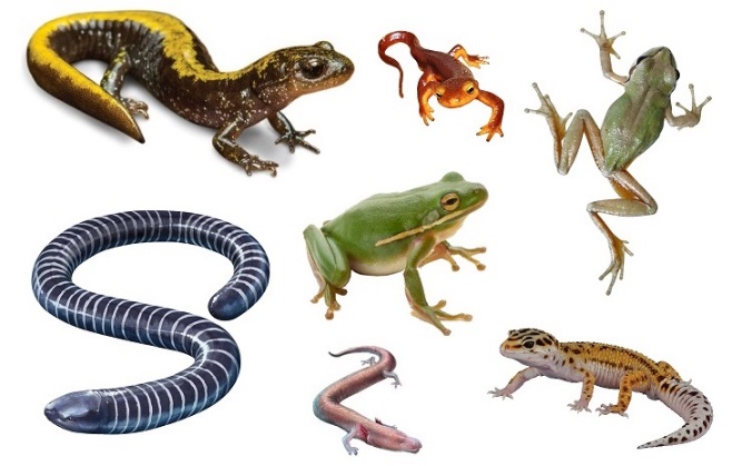 C:\Users\user\Desktop\amphibians-2.jpg