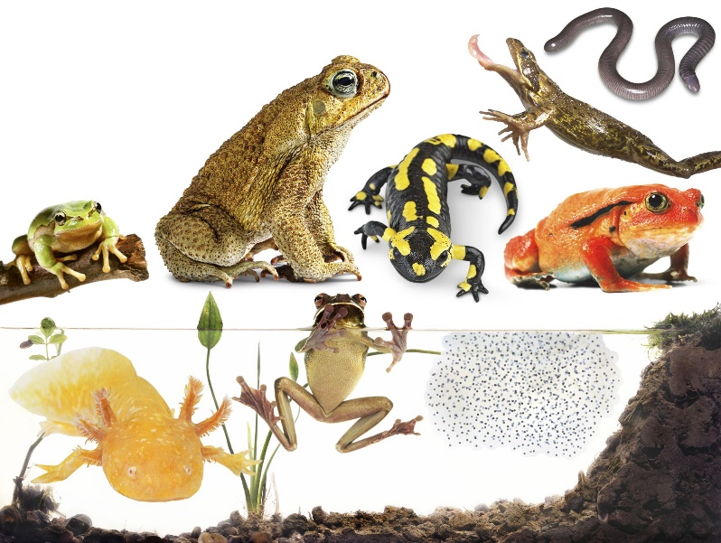 C:\Users\user\Desktop\Amphibians_menu_inkfkf.jpg