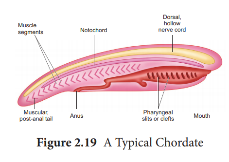 C:\Users\user\Desktop\article-Phylum--Chordata-1o1.png