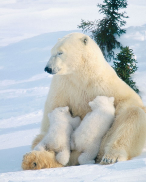 C:\Users\user\Desktop\polar-bear-cubs.jpg