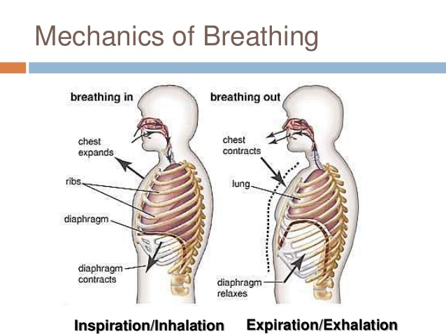 Chapter 22: Respiratory System (#2)