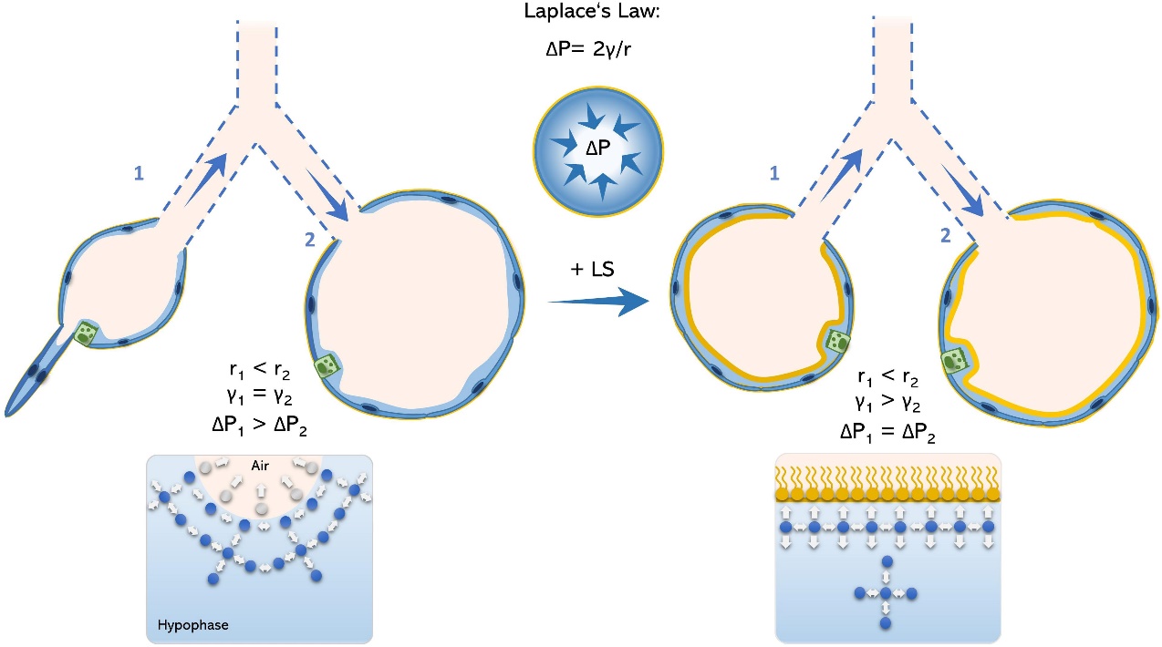 Frontiers | Alveolar Dynamics and Beyond – The Importance of Surfactant  Protein C and Cholesterol in Lung Homeostasis and Fibrosis | Physiology