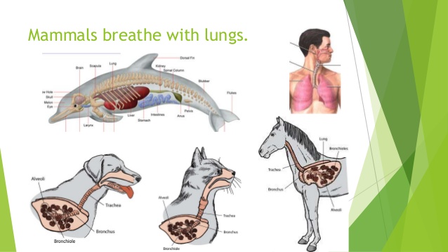 How Does A Lungfish Breathe