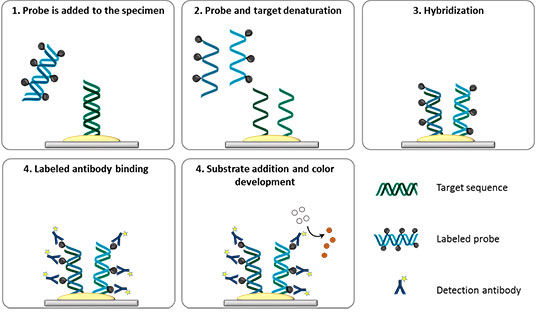 Image result for dna probes and hybridization