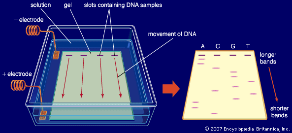 Image result for gel electrophoresis