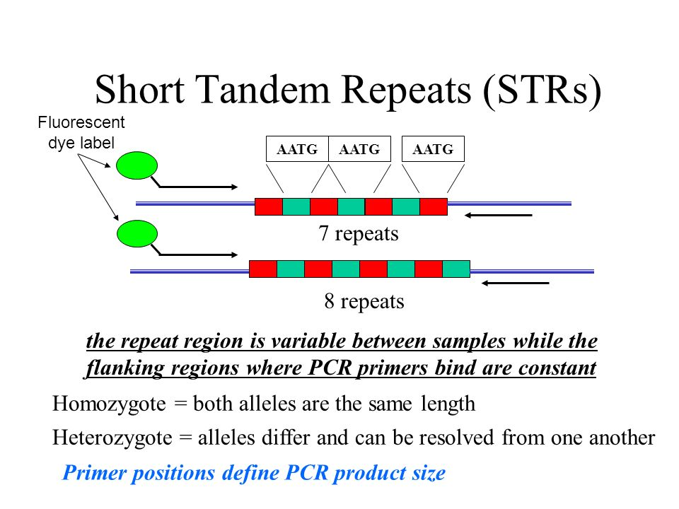 Image result for STR pcr