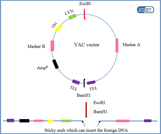Image result for YAC