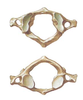 Map Quiz: Atlas(C1) partes (atlas - quiromasaje - osteopatia)