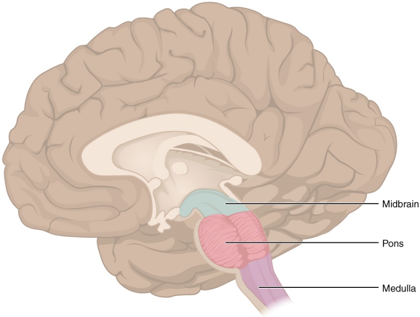 Medulla oblongata - Wikipedia