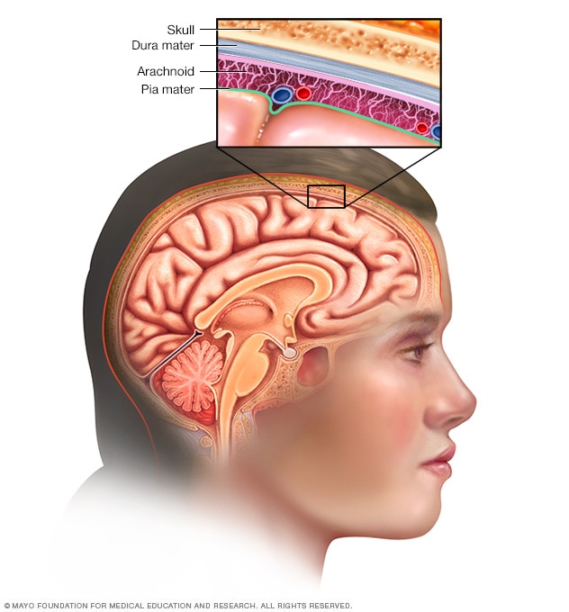 Meninges - Mayo Clinic