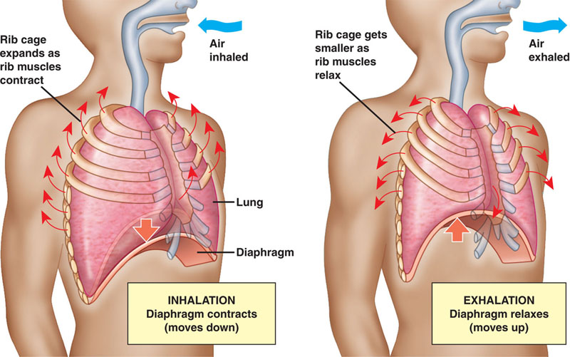 Muscles of Respiration - Respiratory - Medbullets Step 1