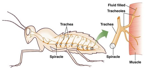 Nasidoe 🌺 on Twitter: "Insects do breath, they just dont have lungs or a  central respiratory system. Instead they have regularly spaced holes in  their exoskeleton called spiracles. These spiracles feed to