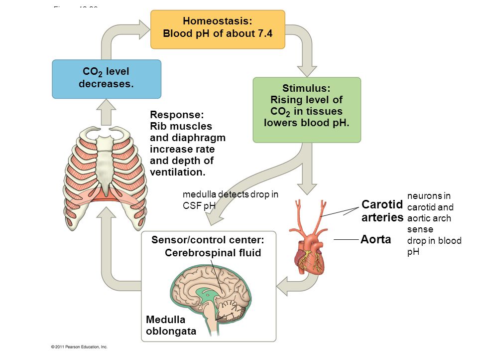 Respiration and Gas Exchange - ppt video online download