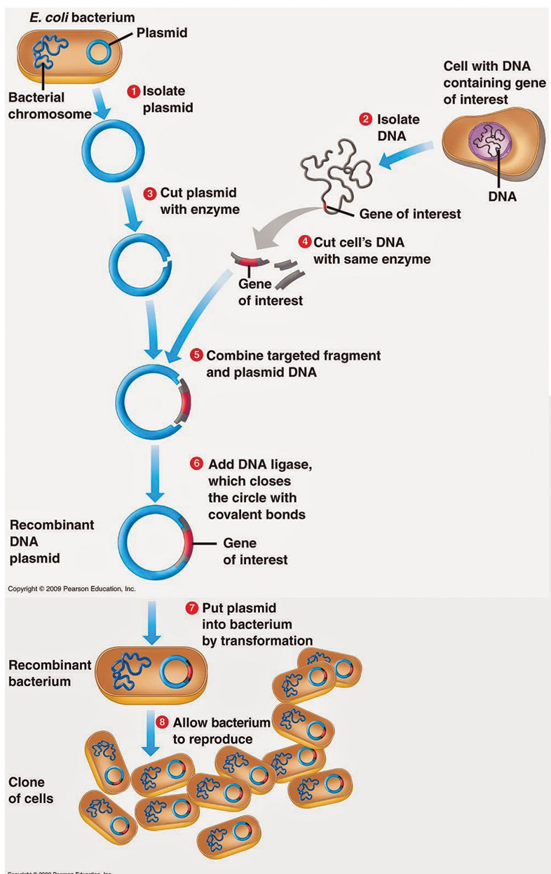Steps in Gene Cloning