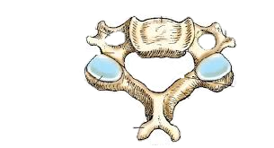 Superior aspect of typical cervical vertebra Diagram | Quizlet