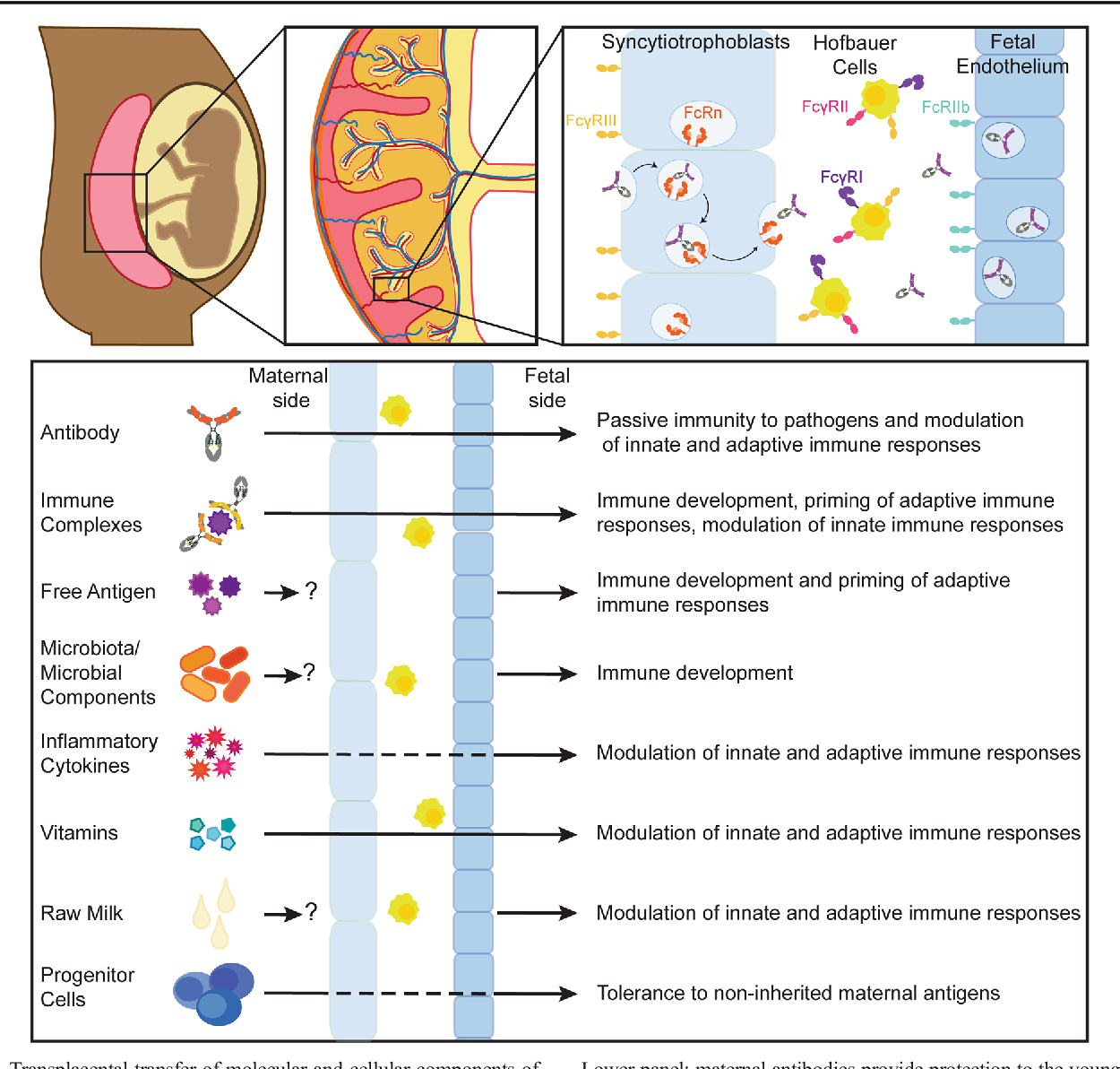 Figure 1 from Transfer of maternal immunity and programming of the newborn immune system | Semantic Scholar