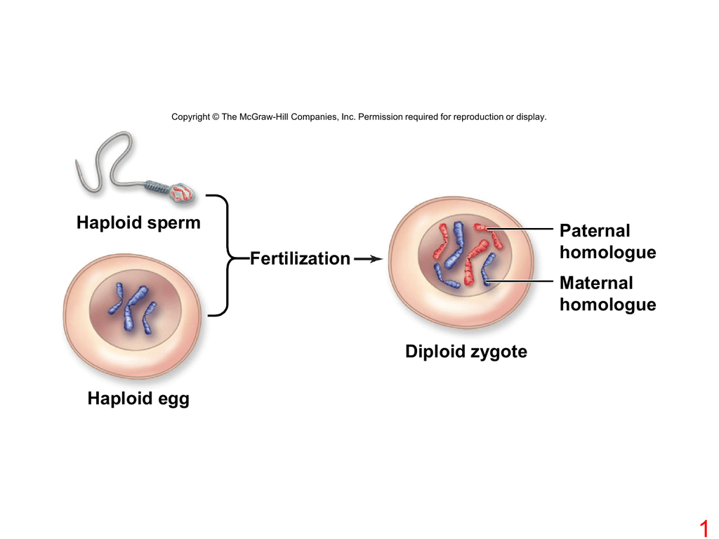 meiosis ii