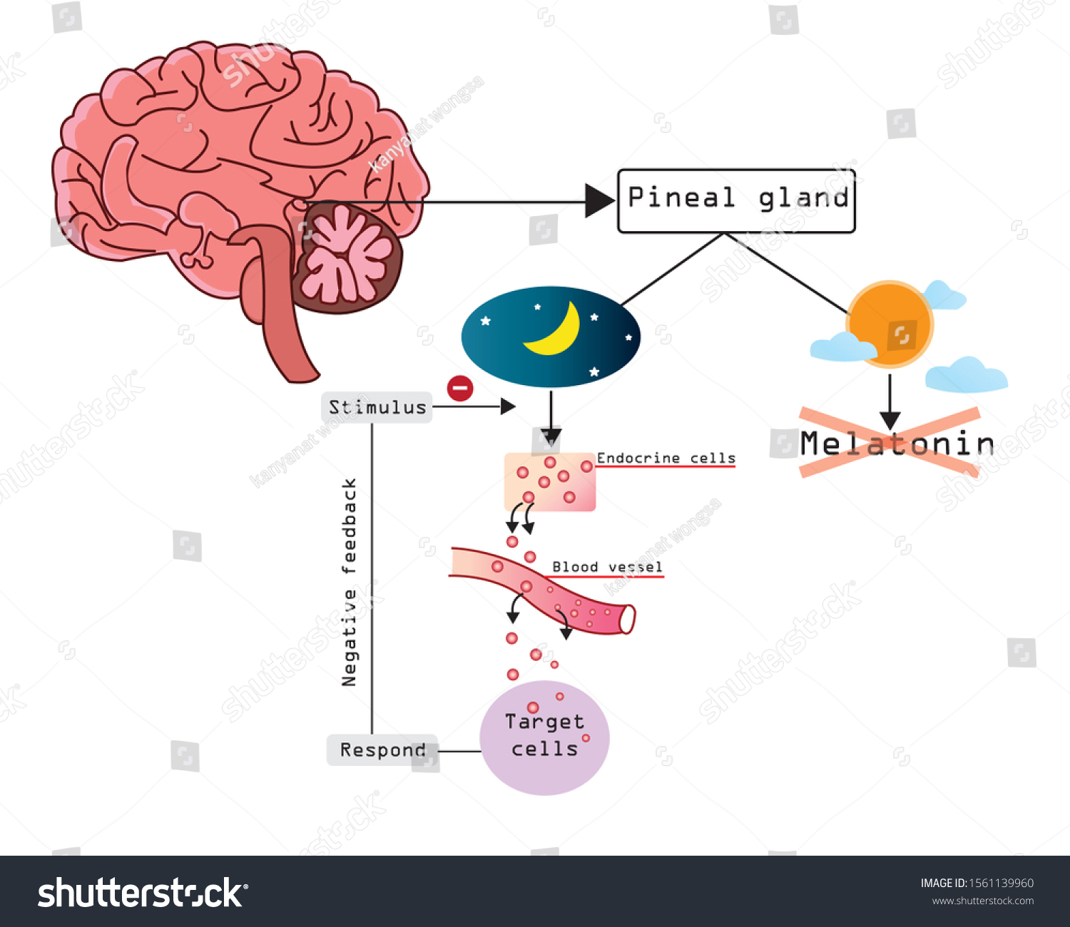 Melatonin Important Hormone Sleep Released By Stock Vector (Royalty Free)  1561139960