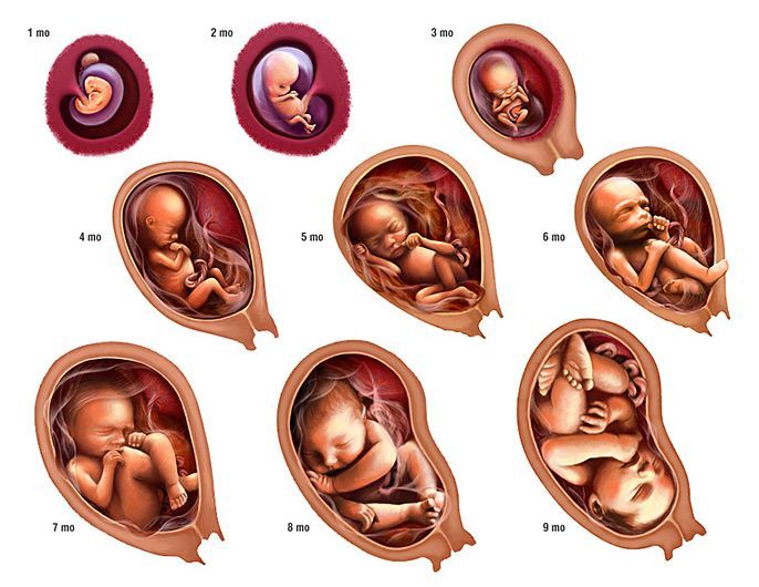 Pin by Tahmina Sharmin on Human Life | Baby in womb, Stages of baby development, Stages of fetal development