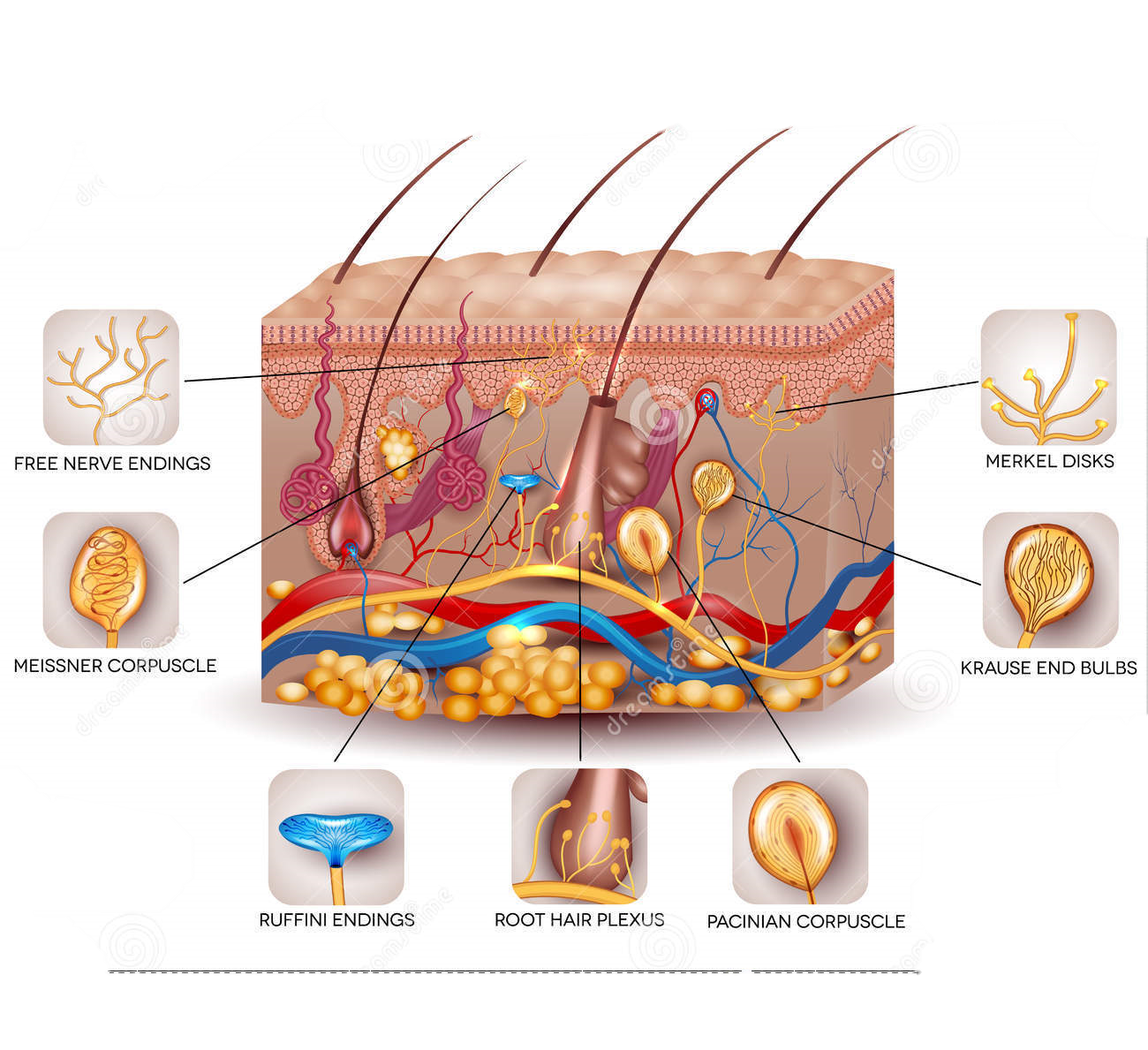Sensory Receptors Human Skin Stock Illustrations – 35 Sensory Receptors Human Skin Stock Illustrations, Vectors & Clipart - Dreamstime