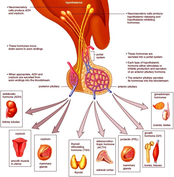 The hypothalamus and the pituitary diagram | Endocrine system, Hormones  nursing, Pituitary gland tumor