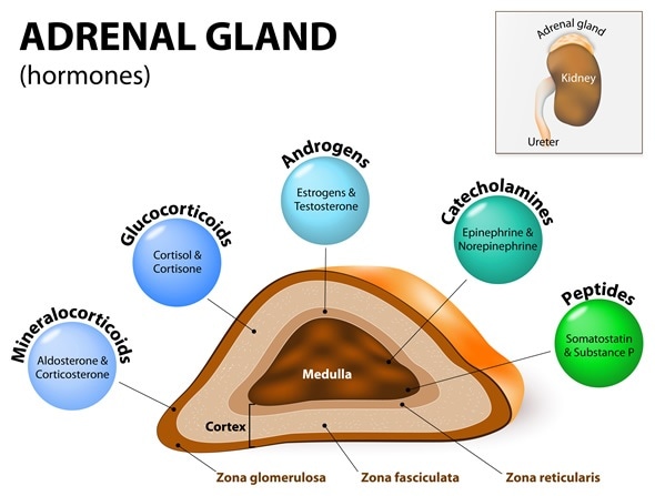What are Adrenal Disorders?