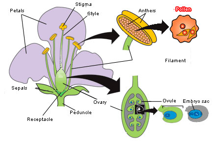 C:\Users\Chamod\OneDrive\Desktop\My Work\Learnsteer Project\LS Notes\LS photos\04 lesson\cycels\figure17.jpg