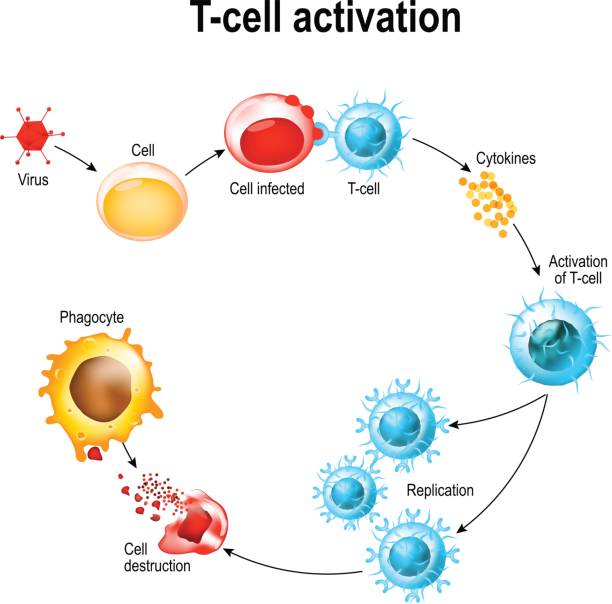 210 Plasma Cell Stock Photos, Pictures &amp; Royalty-Free Images - iStock