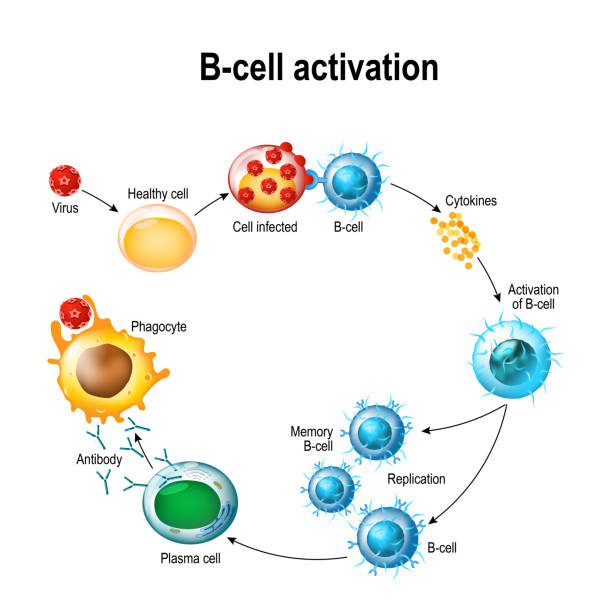 210 Plasma Cell Stock Photos, Pictures &amp; Royalty-Free Images - iStock