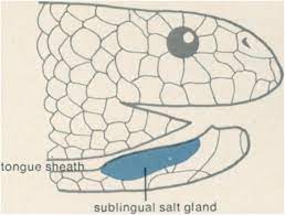Adaptations of Marine Snakes: Unusual physiological strategies have enabled some snakes to live in a saltwater environment