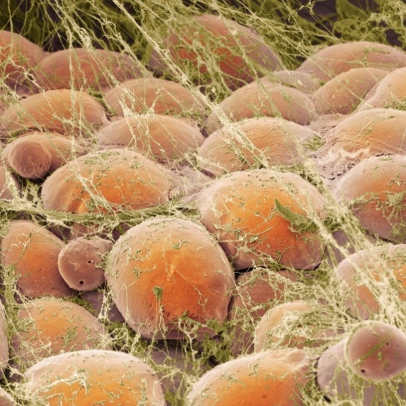 Adipose Tissue - Composition, Location and Function