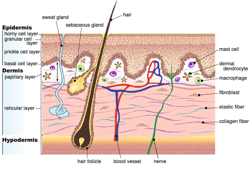 Adult human skin is a layered organ consisting of an epidermis and a... |  Download Scientific Diagram