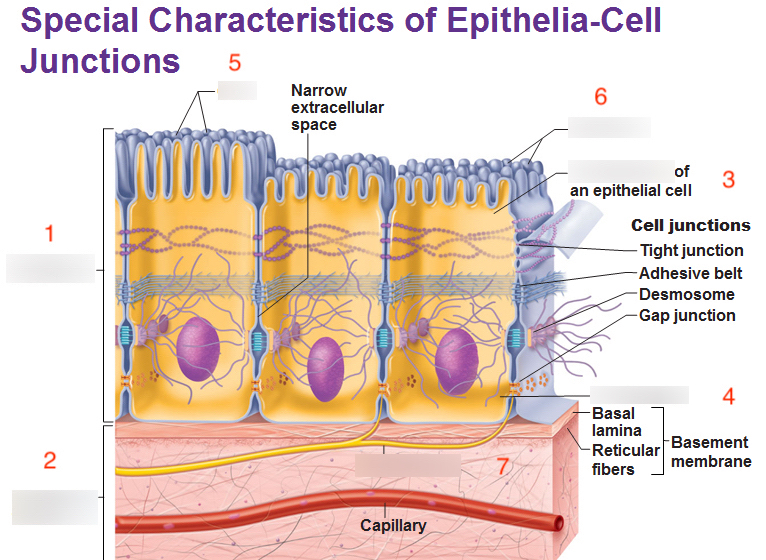 Anatomy, Section 1, Chapter 5, Histology: Epithelia, Part 1 Diagram |  Quizlet