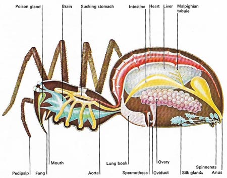 arachnid
