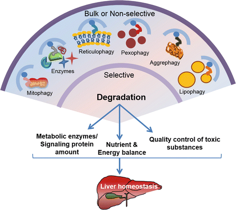Autophagy in Liver Homeostasis | SpringerLink