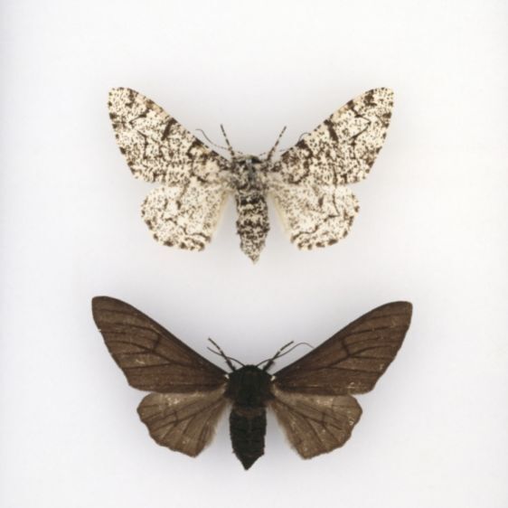 Biston betularia, peppered moth (Print #8597459) Framed Photos