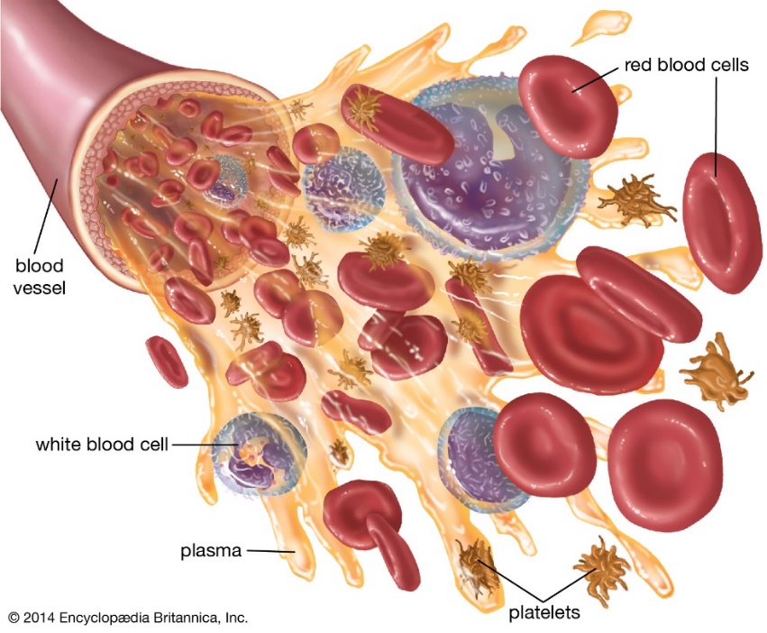 blood | Definition, Composition, &amp; Functions | Britannica