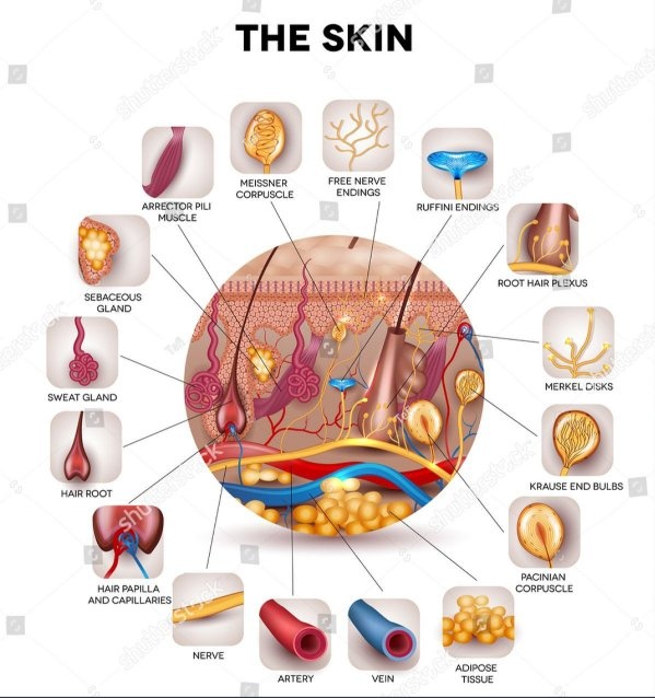 Can you name all of the human senses? - Quora