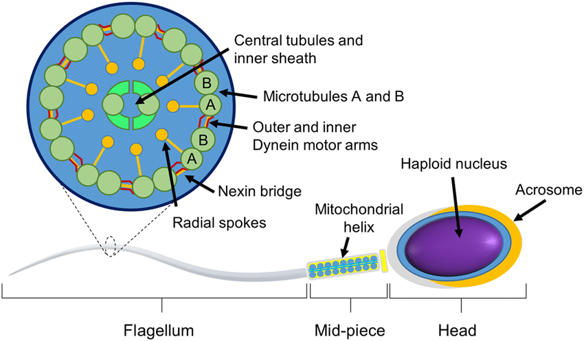 Cartoon depiction of a sperm showing: (i) the head, containing the... |  Download Scientific Diagram