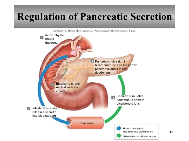 Chapter 17 Digestive System
