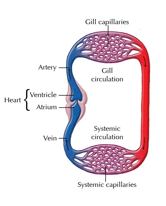 Circulatory systems in animals | Transport systems in animals | Siyavula