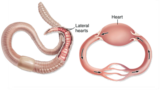Closed Circulatory System: Definition & Advantage - Video & Lesson Transcript | Study.com