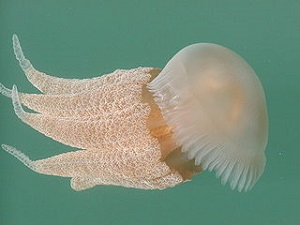 Cnidaria Excretory System | Study.com