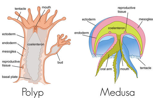 Cnidarian Structure and Function - Advanced ( Read ) | Biology | CK-12  Foundation