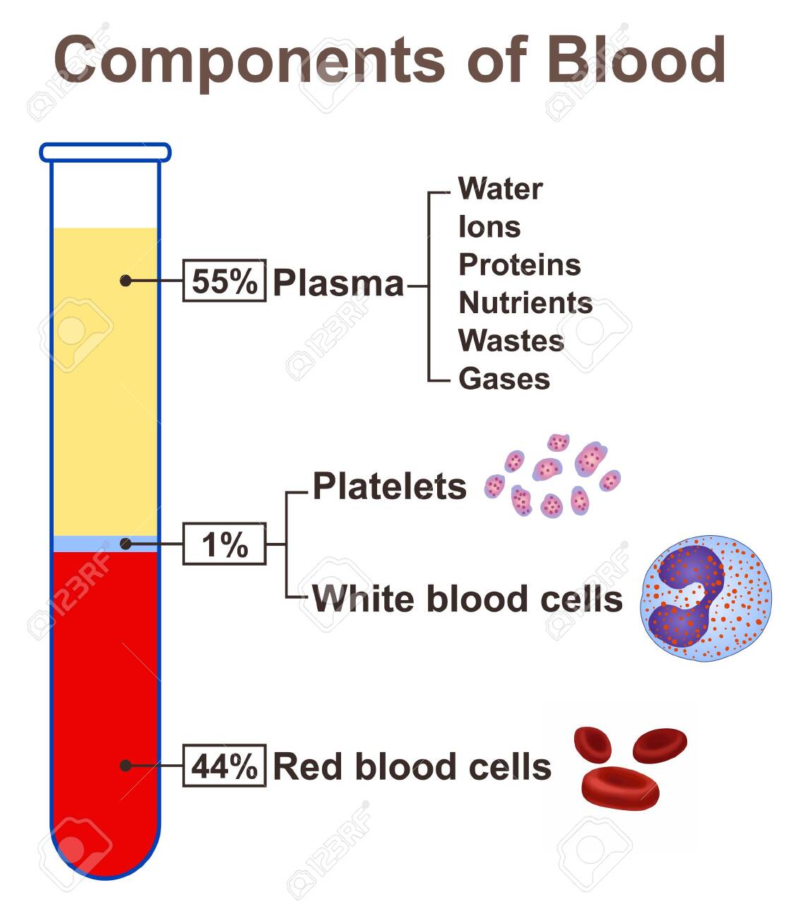 Components Of Blood Royalty Free Cliparts, Vectors, And Stock Illustration. Image 127327901.