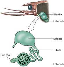 Crustaceans