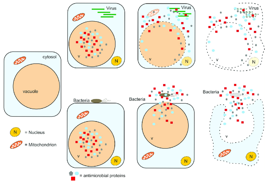 Different release mechanisms of antimicrobial proteins accumulated in... | Download Scientific Diagram