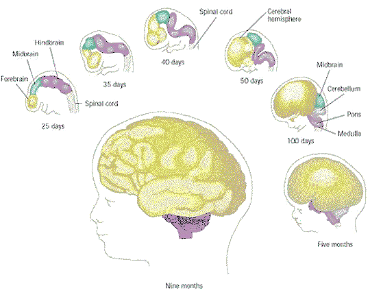 Embryology