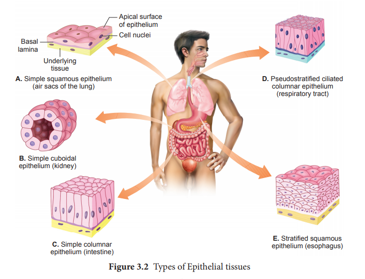 Epithelial Tissue - Zoology